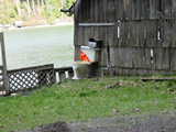 Click to see DSC00101.JPG